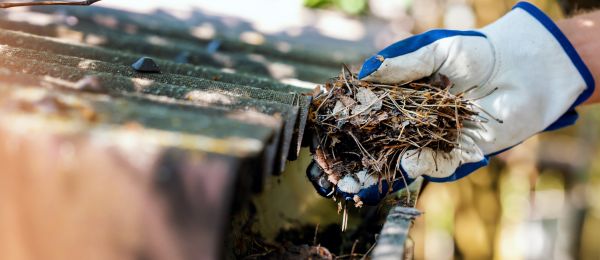 Cost of Pine Needle Gutter Cleaning in Spotsylvania